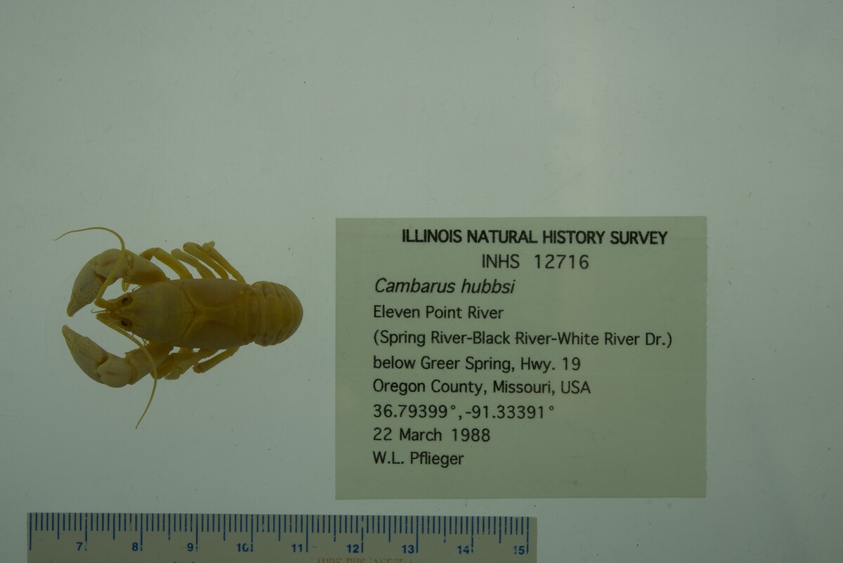 Cambarus hubbsi image
